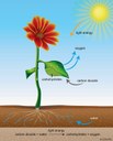 Carbon dioxide is plant food